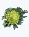 Romanescu_1.webp