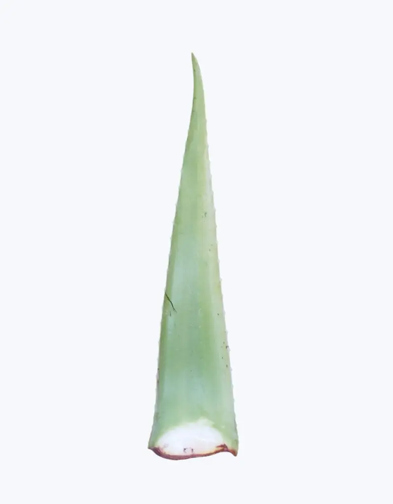 Aloe-vera-fresco-(unidad).webp