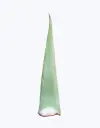 Aloe-vera-fresco-(unidad).webp