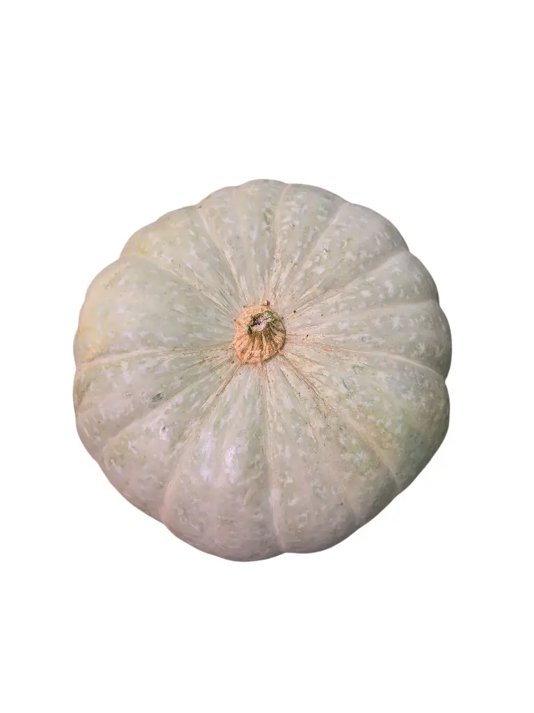 Calabaza-redonda-azul-TheFruitsOfTheWorld-1.webp