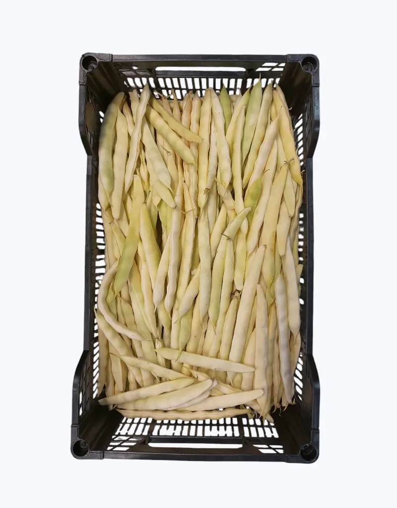 Judias pochas frescas