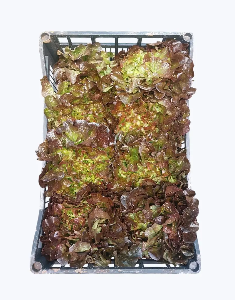 Lechuga hoja de roble roja