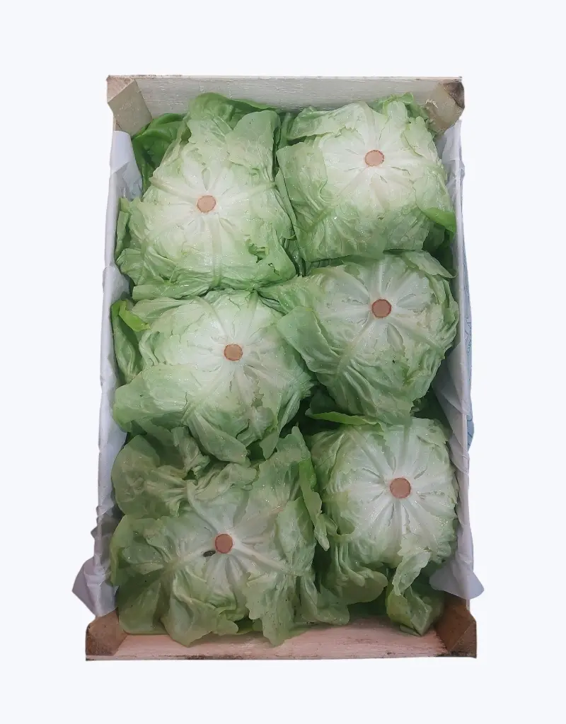 Lechuga trocadero verde