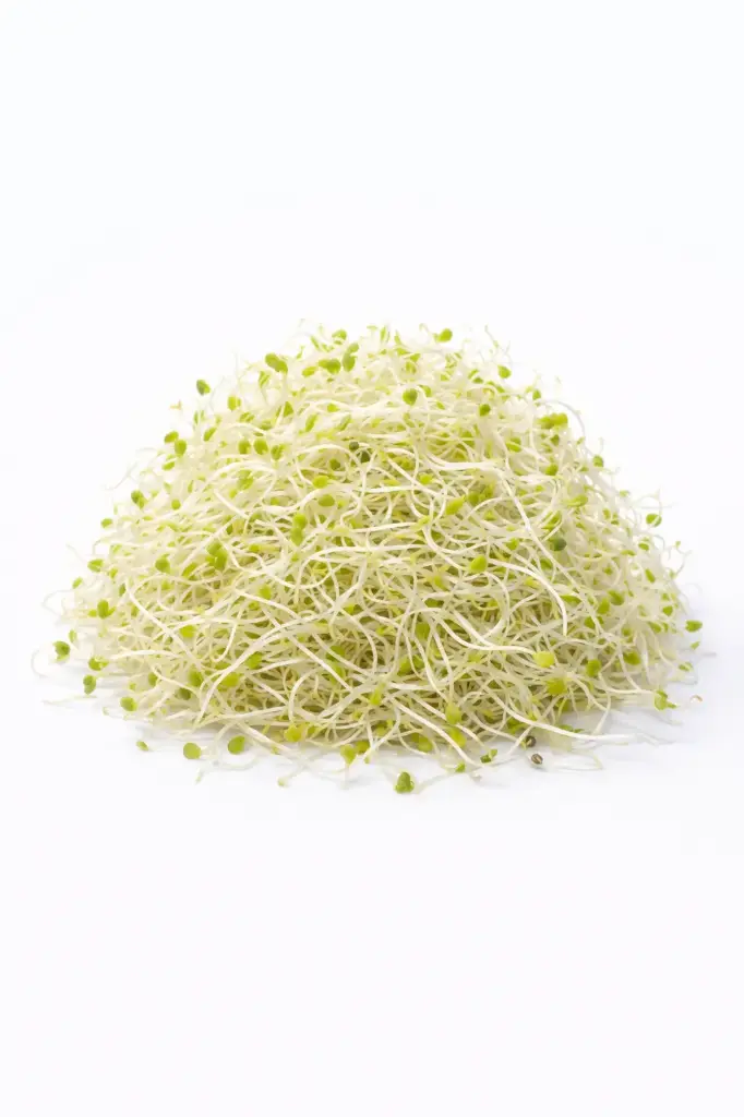 Germinados de Alfalfa
