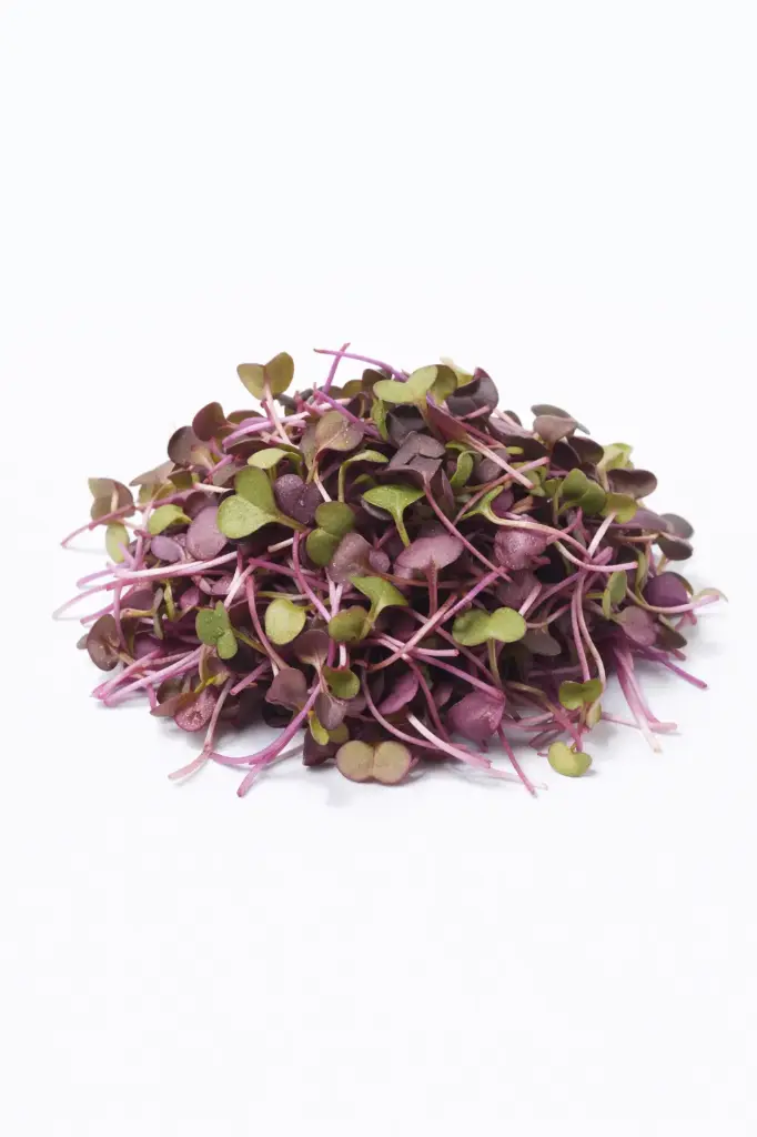 Germinados de Rábano Morado