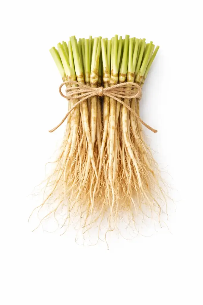 Raíz de Cilantro