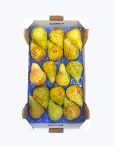 [1000093] Pera conferencia