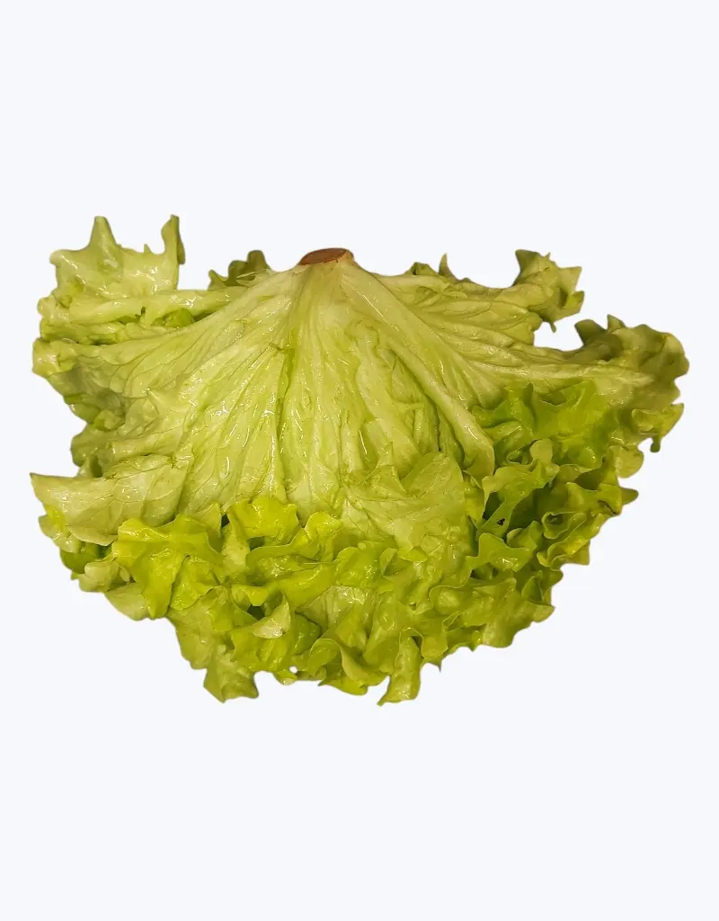 Lechuga_batavia_1.webp