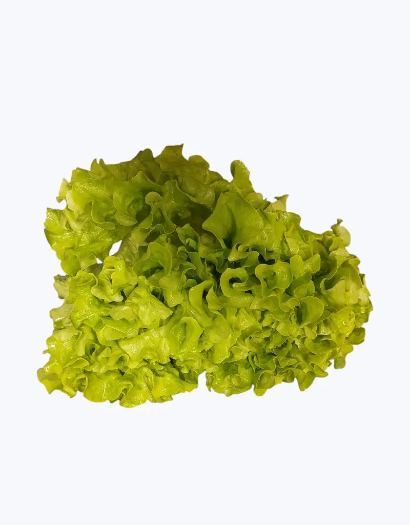 Lechuga_batavia_2.webp