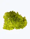 Lechuga_batavia_2.webp