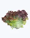 Lechuga_hoja_de_roble_roja_2.webp