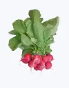 Rabanito_rojo_4.webp