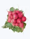 Rabanito_rojo_5.webp