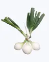 Cebolleta-normal-2.webp