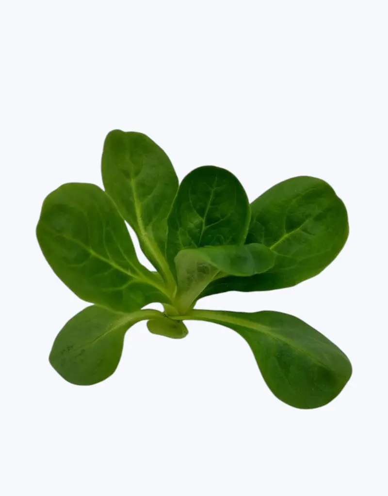 Canonigos-thefruitsoftheworld-1.webp