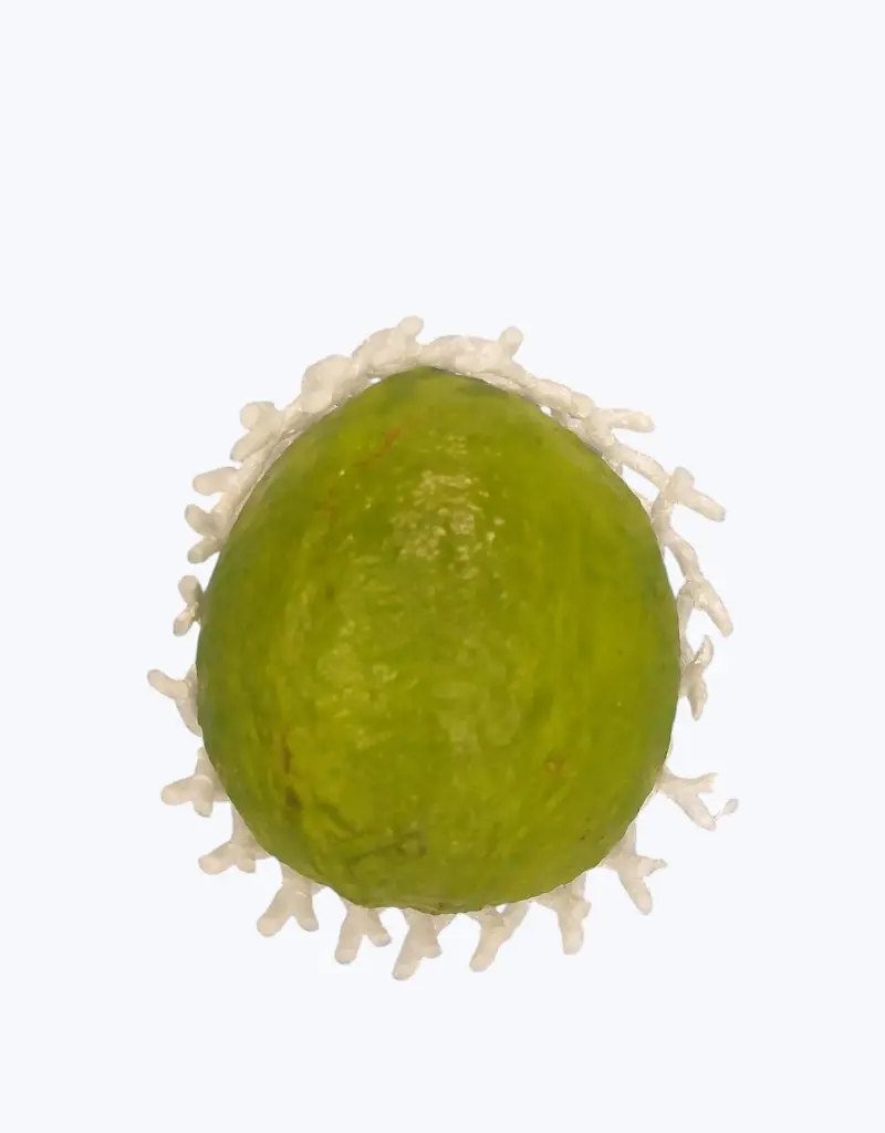 Guayaba_importacion_1.webp