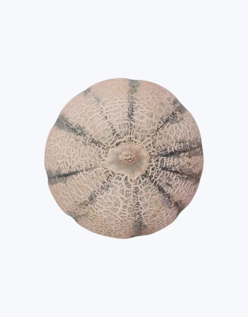 Melon-charente-TheFruitsOfTheWorld-1.webp