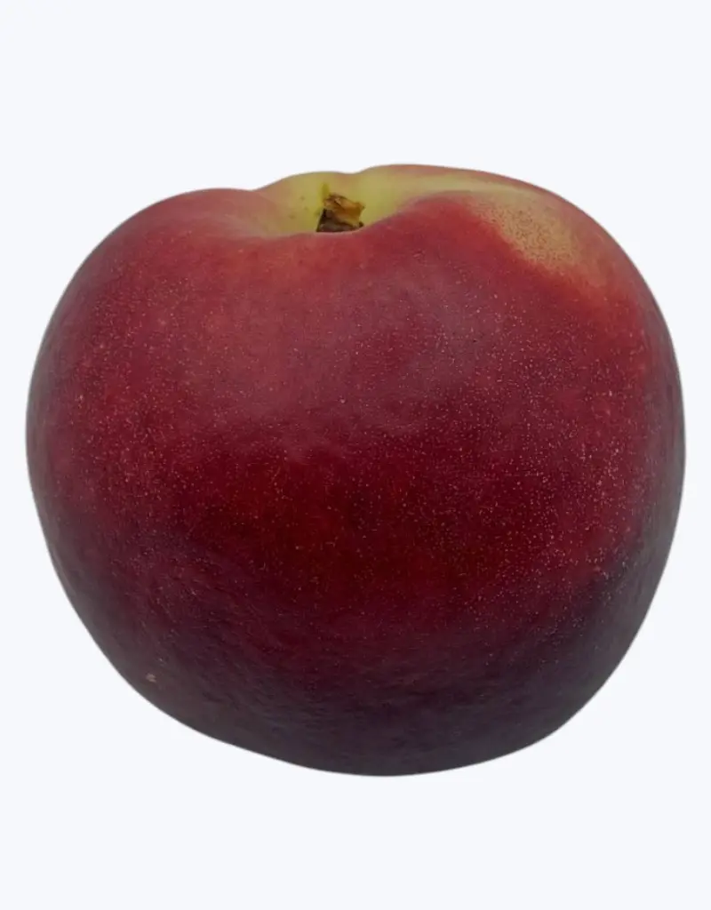 Nectarina-carne-blanca-TheFruitsOfTheWorld-1.webp