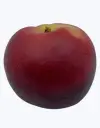 Nectarina-carne-blanca-TheFruitsOfTheWorld-1.webp