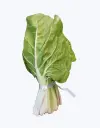 Acelga_verde_1.webp
