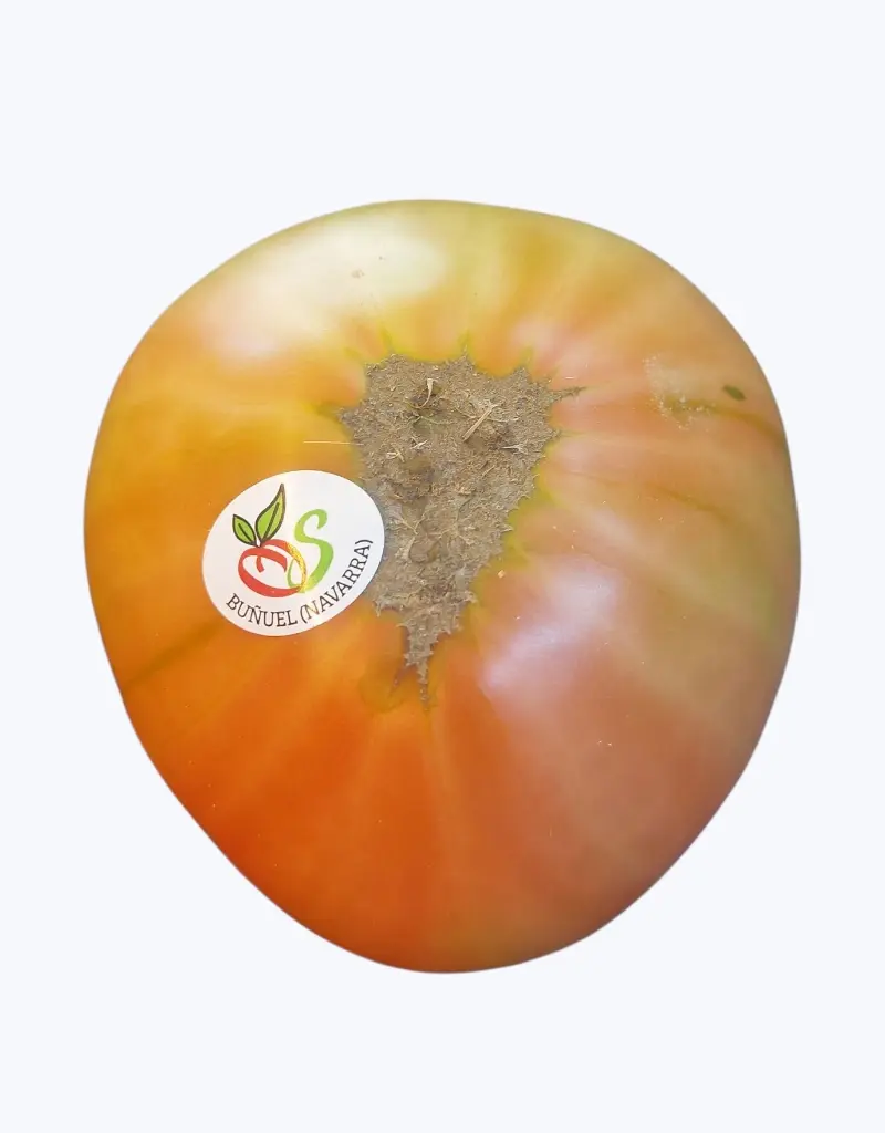 Tomate-navarra-TheFruitsOfTheWorld-1.webp