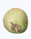 Coco-verde-TheFruitsOfTheWorld-2.webp