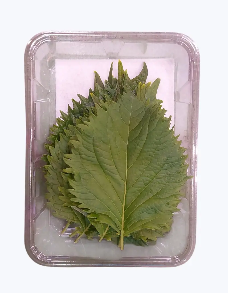 Hojas-de-shiso-verde-TheFruitsOfTheWorld-1.webp