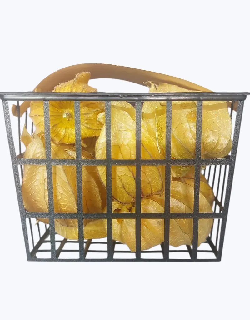 Physalis-TheFruitsOfTheWorld-.webp