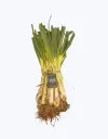 Calsots_1.webp