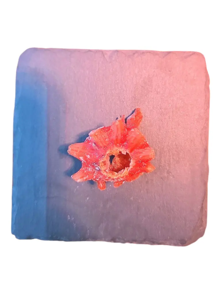 Flor-de-hibisco-dulce-3.webp