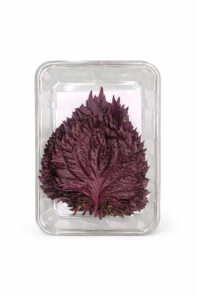 Hojas de Shiso Roja