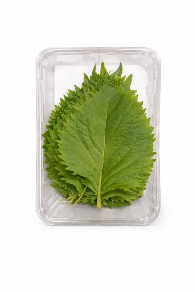 Hojas de shiso verde