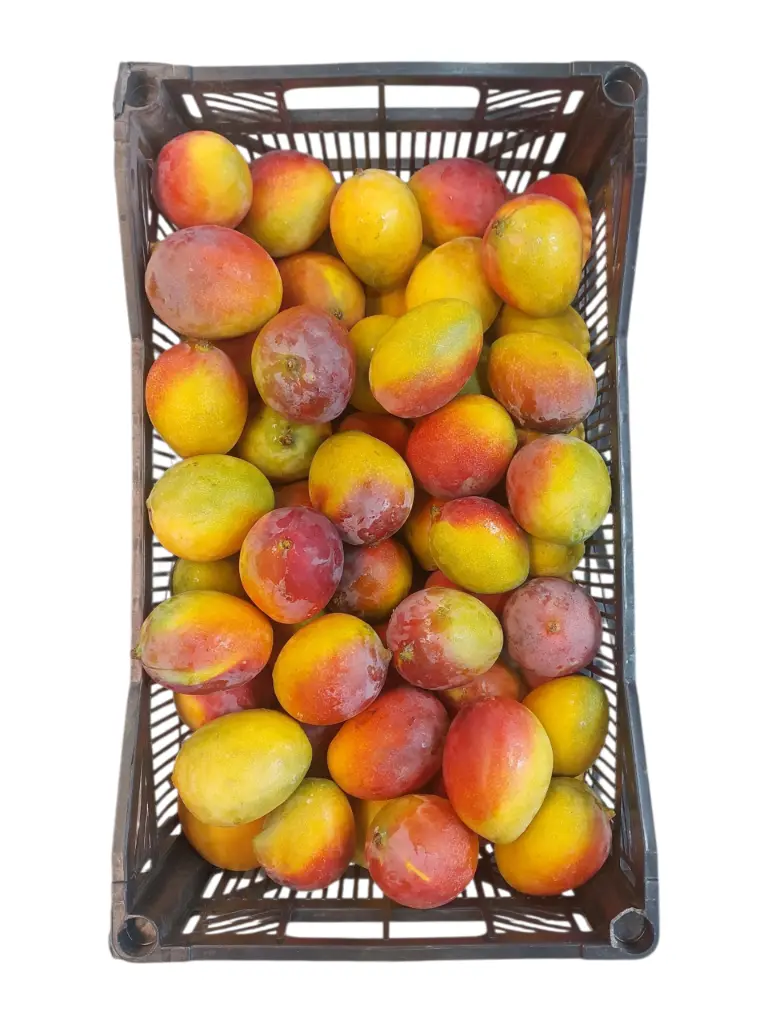Mango de chupar