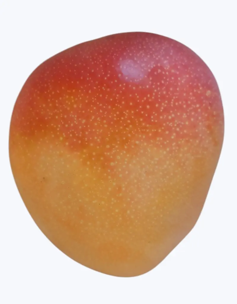 Mango kent (1 unidad)