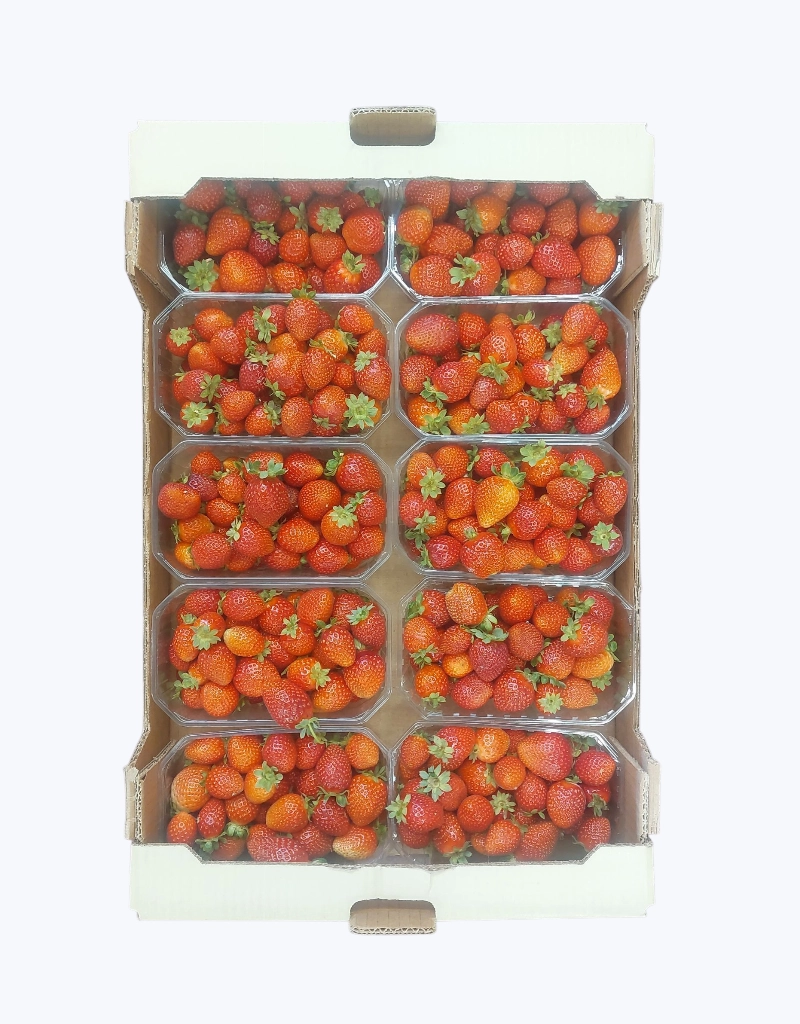 Freson tarrina 500g