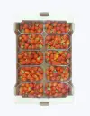 Freson tarrina 500g