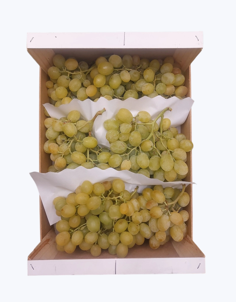 Uva moscatel alicante