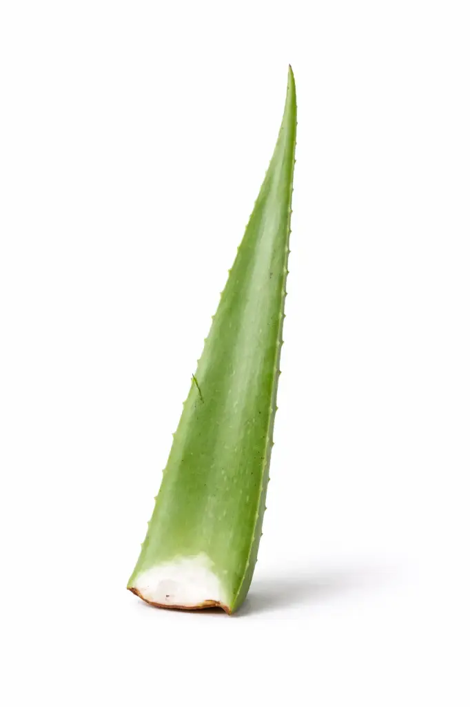 Aloe vera fresco