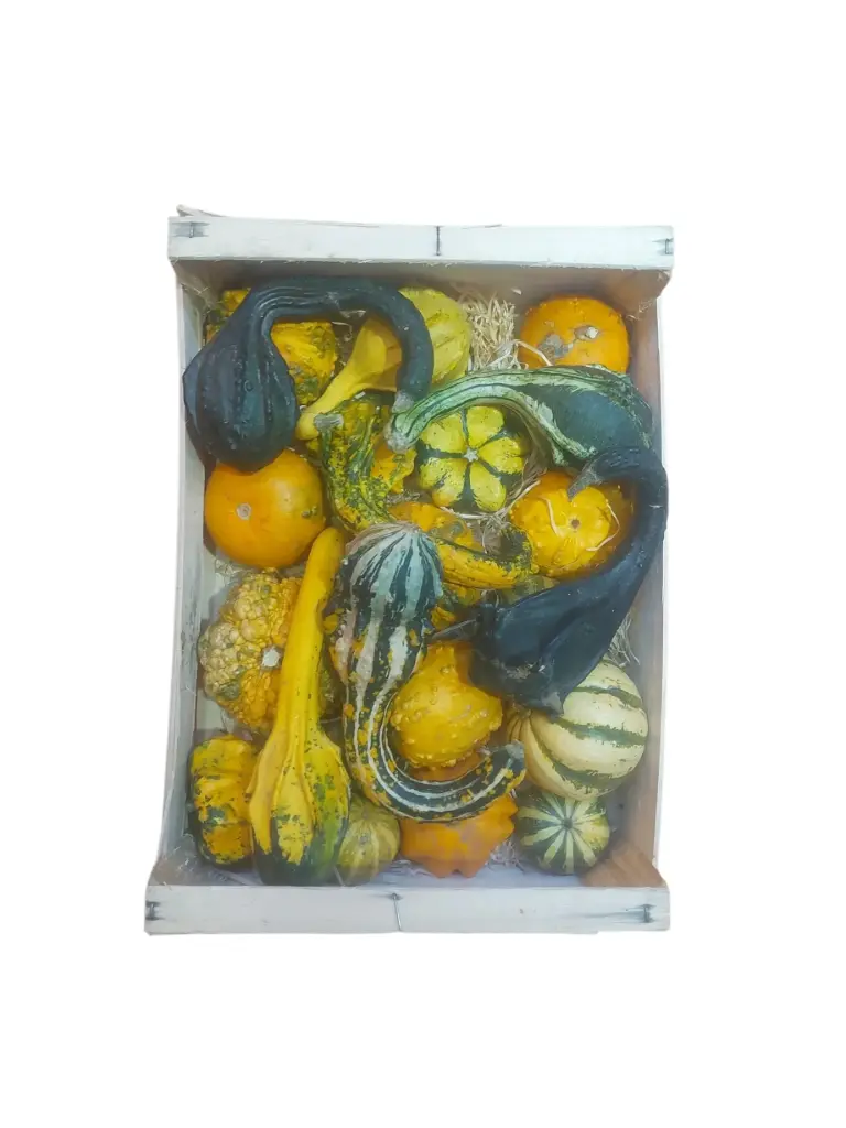 Calabaza de decoracion pequeñas