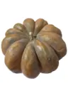 Calabaza zapallo