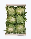 Coliflor blanca