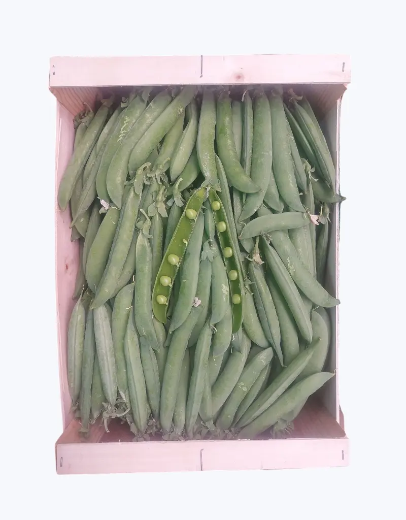 Guisante salta lagrima