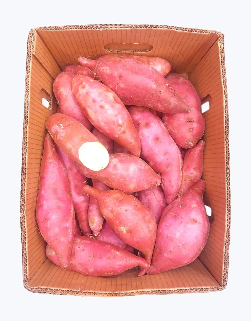 Boniato
