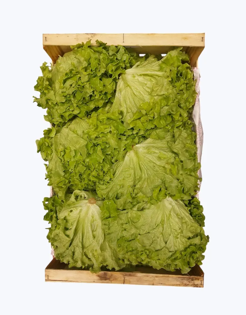 Lechuga batavia