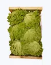 Lechuga batavia