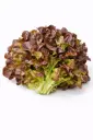 Lechuga hoja de roble roja