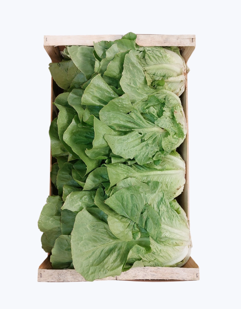 Lechuga romana