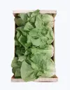 Lechuga romana