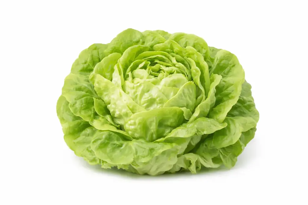 Lechuga trocadero verde