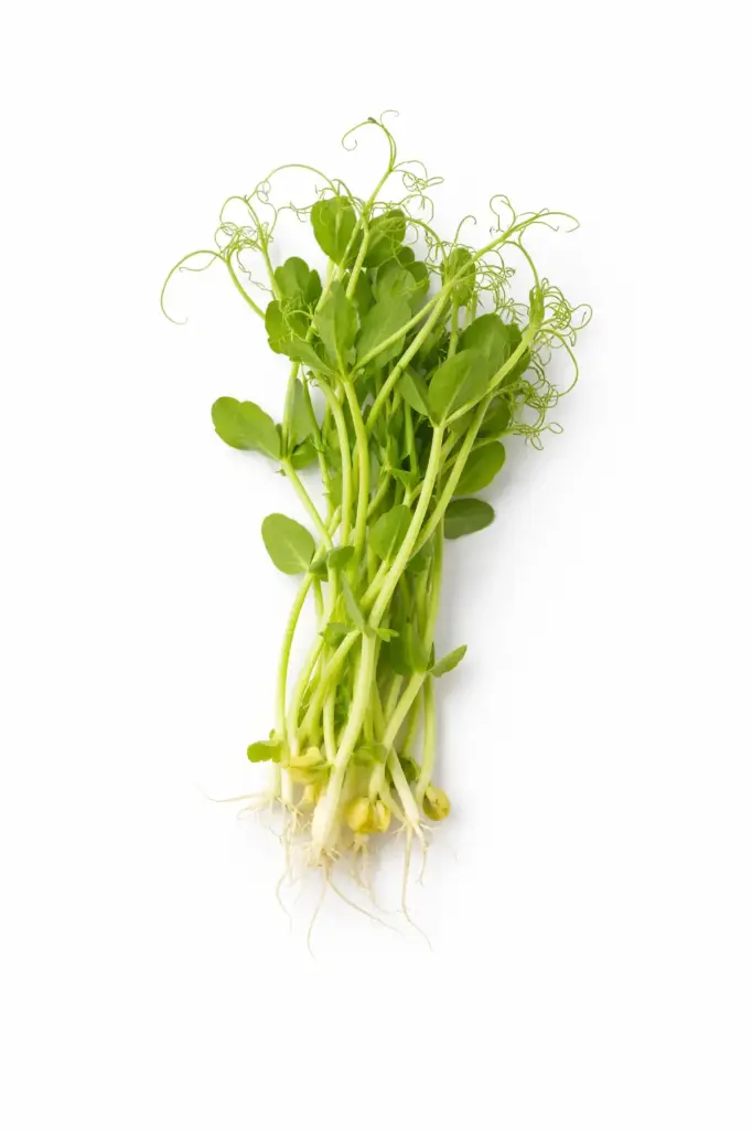 Germinados de guisante